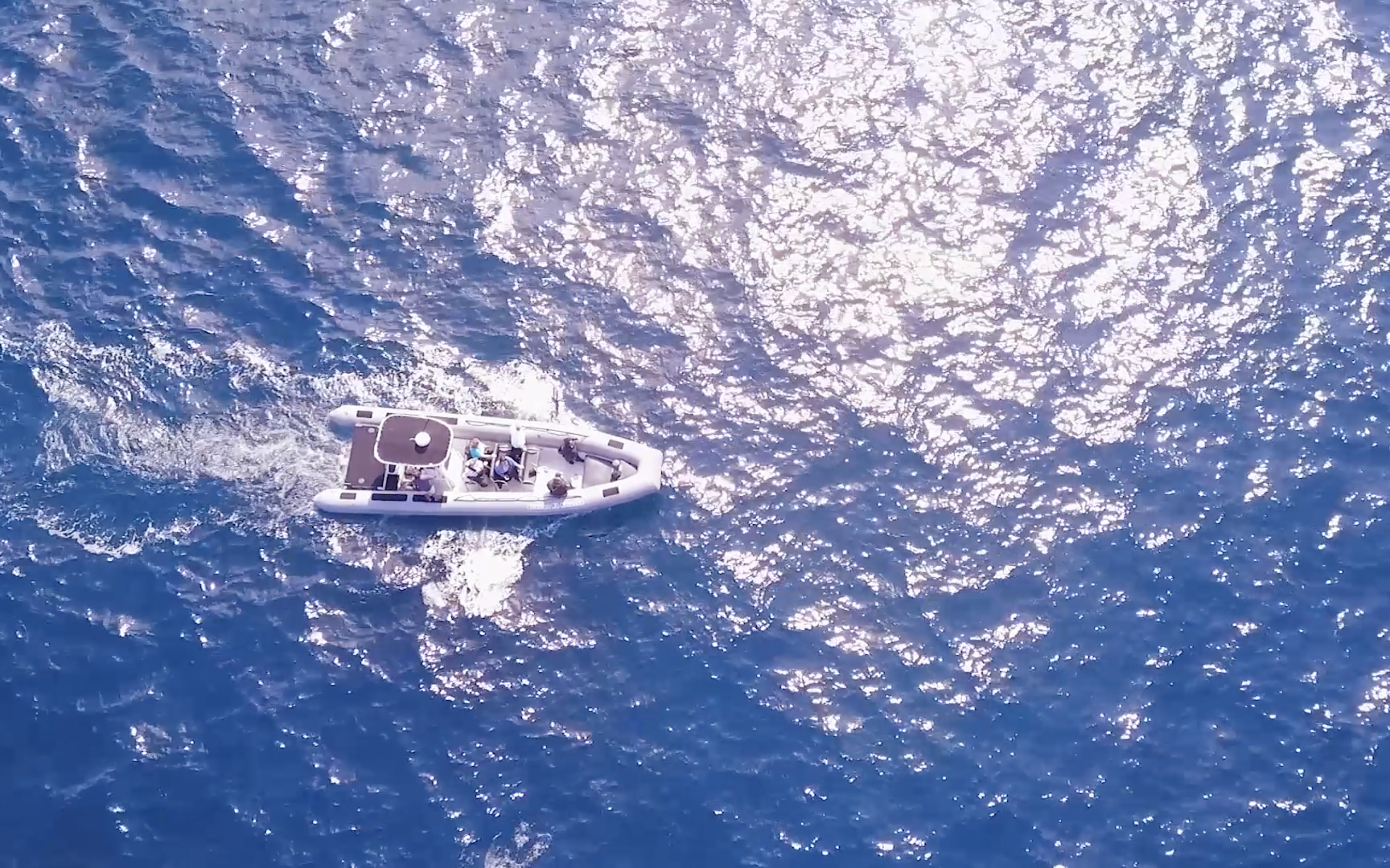 An aerial view of a common-dolphin megapod moving through the ocean