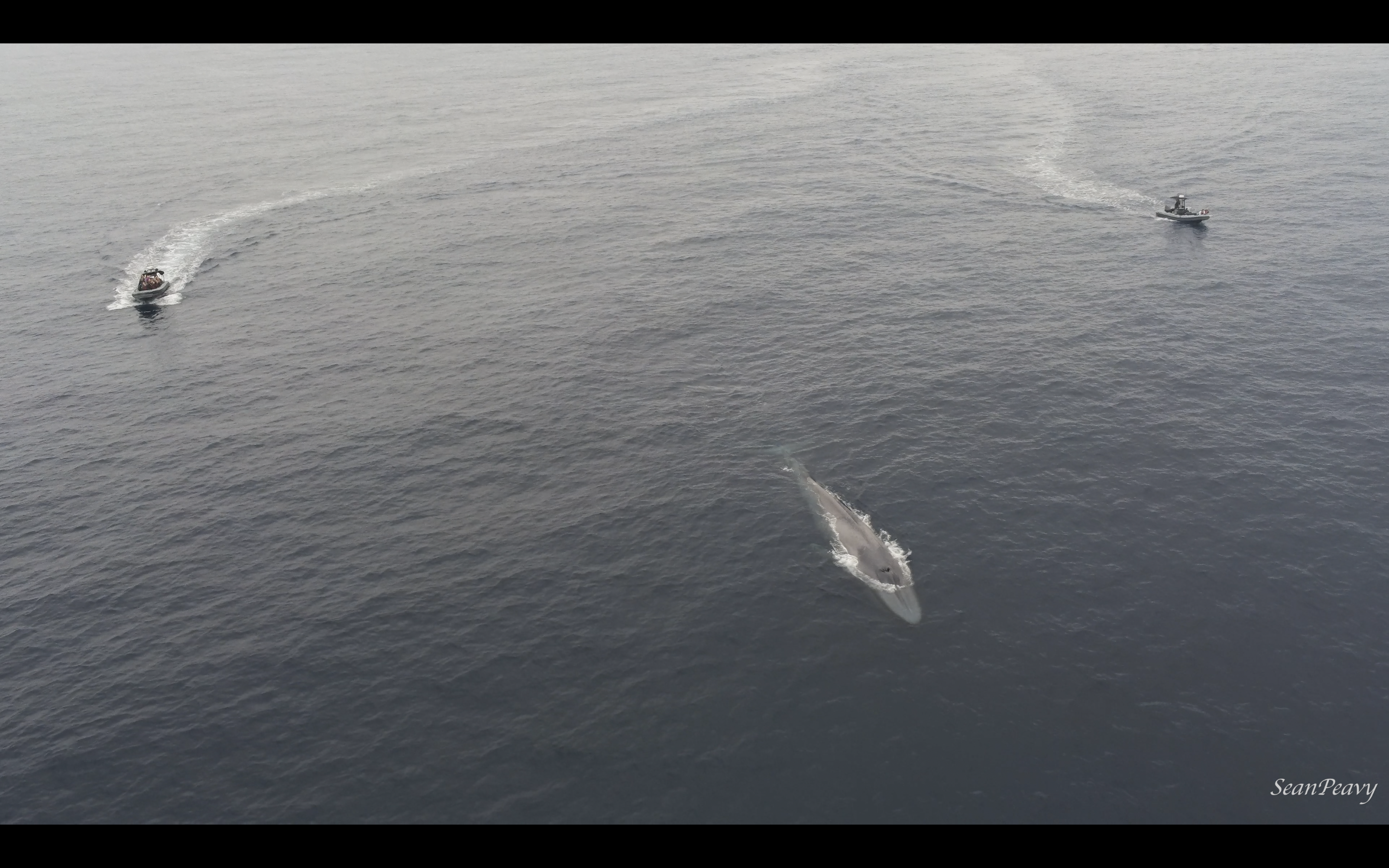 A fin whale surfacing in the open ocean near San Diego