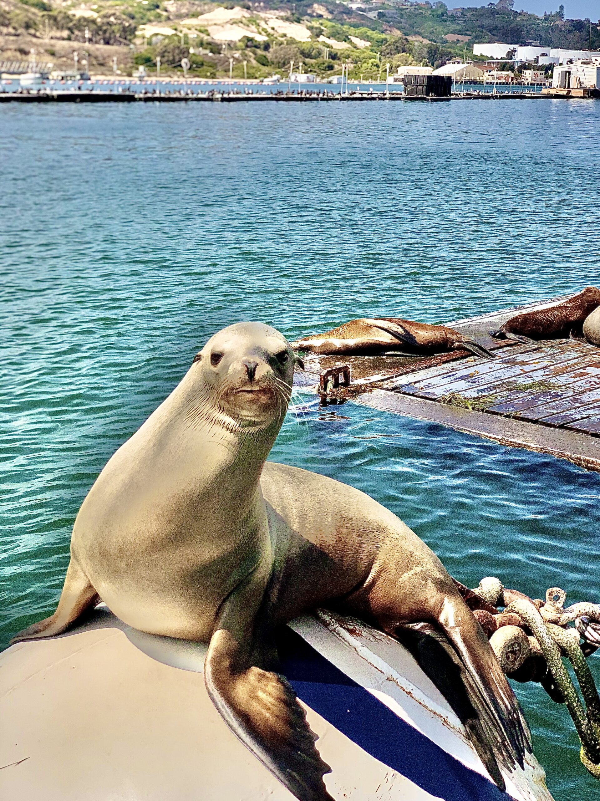 California sea lions resting on a buoy in San Diego harbor