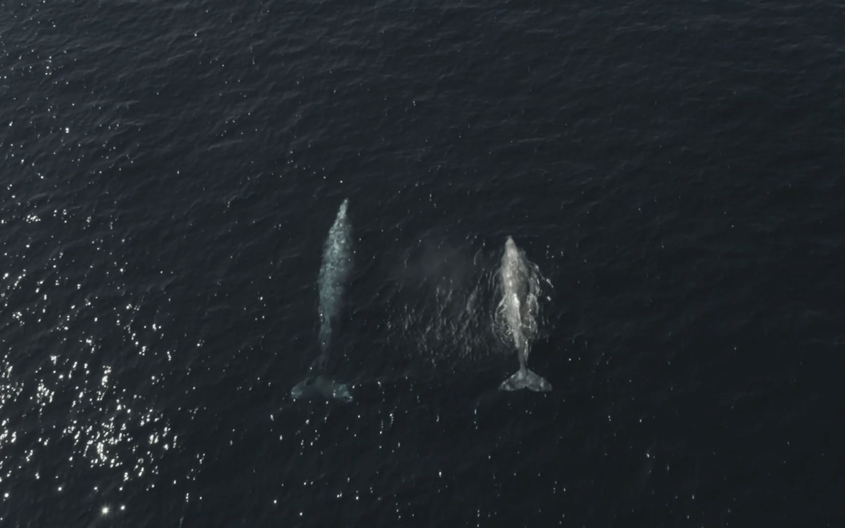 Two gray whales surfacing together off the San Diego coast