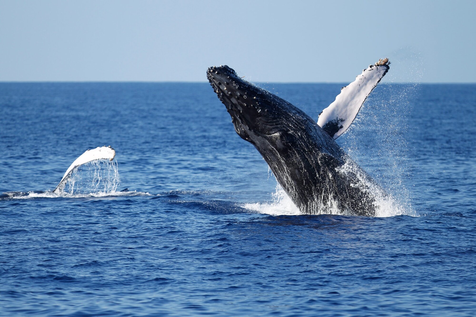 A humpback whale breaching fully out of the deep-blue Pacific off San Diego