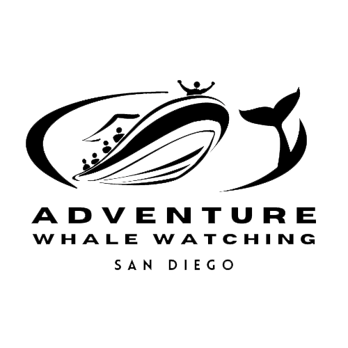 Adventure Whale Watching San Diego