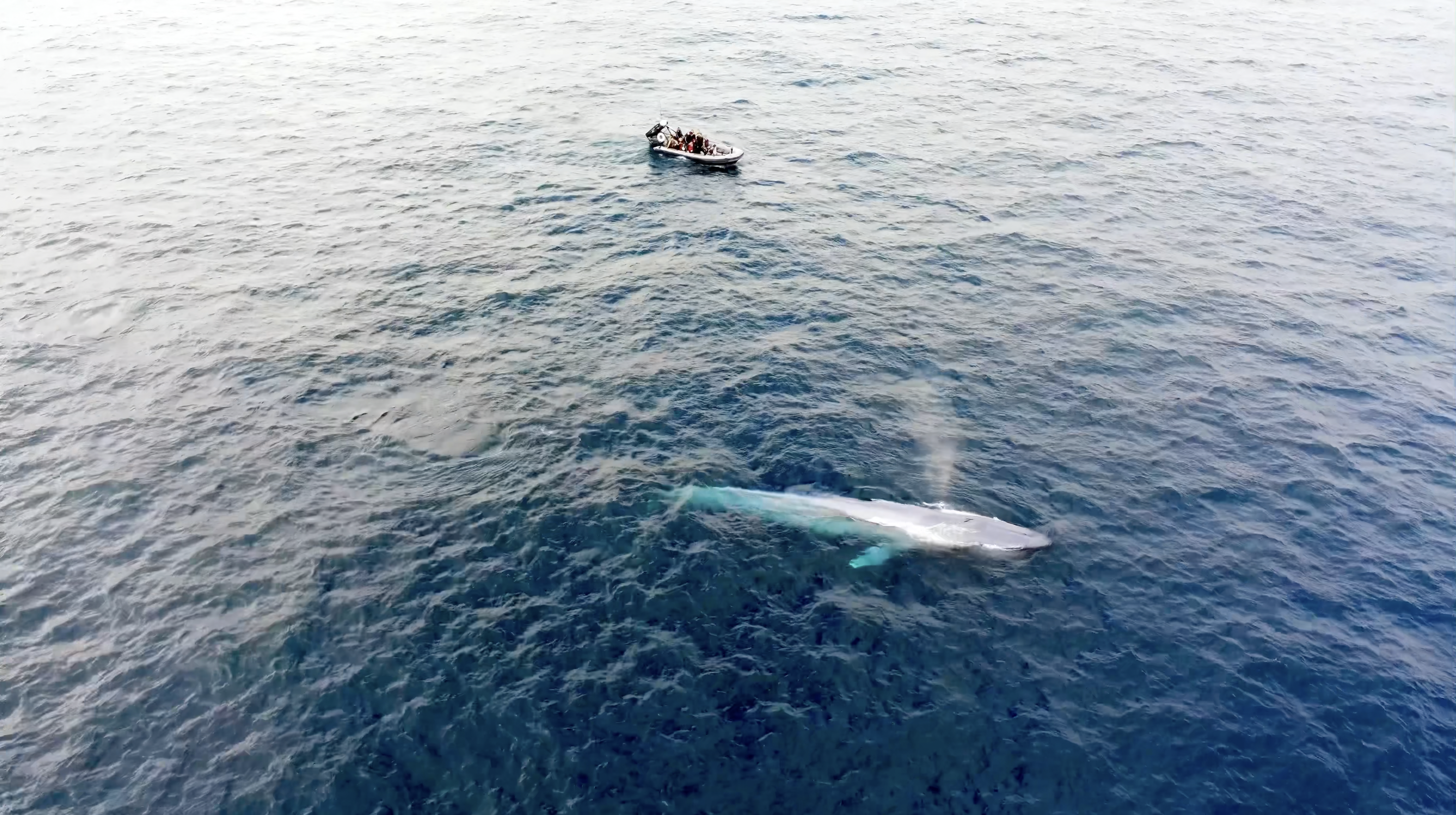 A blue whale surfacing beside the small Adventure Whale Watching boat full of guests